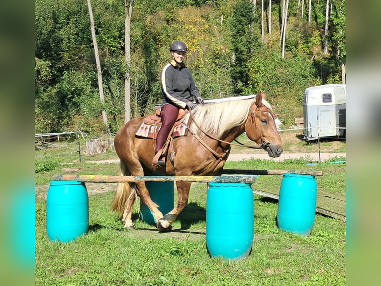 Południowoniemiecki koń zimnokrwisty Klacz 4 lat 160 cm Ciemnokasztanowata in Bayerbach