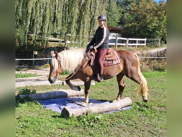 Południowoniemiecki koń zimnokrwisty Klacz 4 lat 160 cm Ciemnokasztanowata in Bayerbach