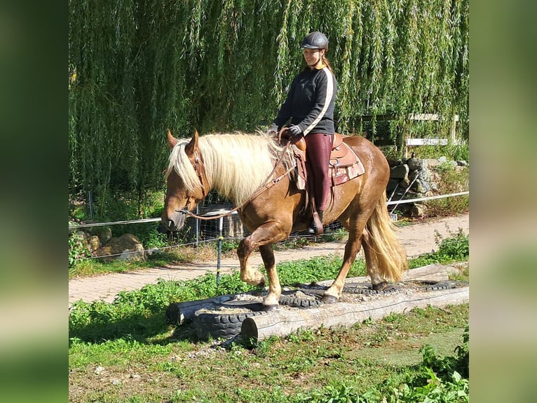 Południowoniemiecki koń zimnokrwisty Klacz 4 lat 160 cm Ciemnokasztanowata in Bayerbach