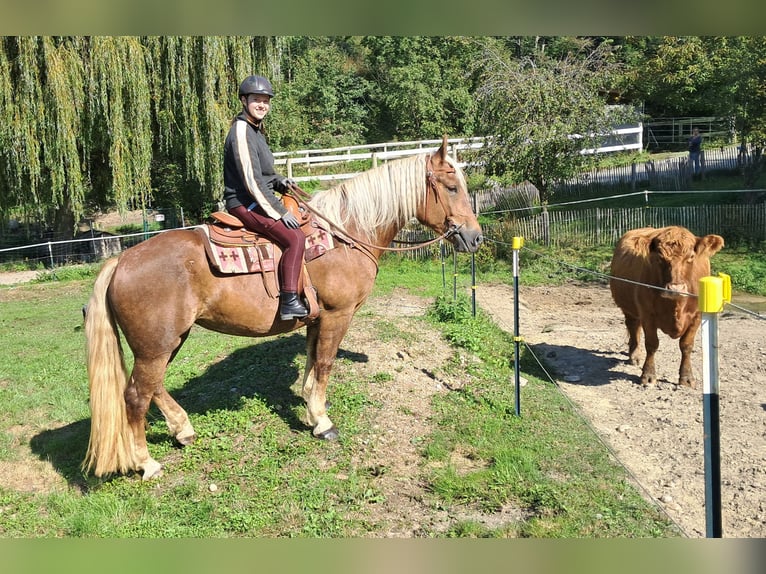 Południowoniemiecki koń zimnokrwisty Klacz 4 lat 160 cm Ciemnokasztanowata in Bayerbach