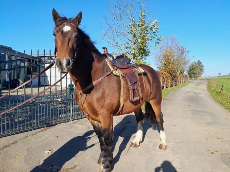 Południowoniemiecki koń zimnokrwisty Klacz 5 lat 165 cm Gniada in Nettersheim