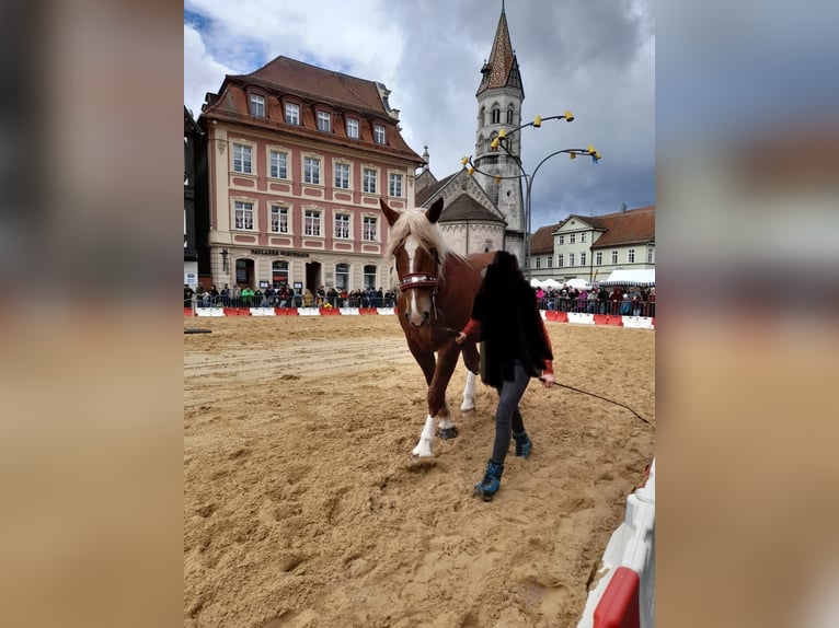 Południowoniemiecki koń zimnokrwisty Klacz 5 lat 169 cm Kasztanowata in Täferrot