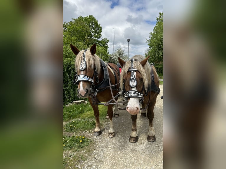 Południowoniemiecki koń zimnokrwisty Klacz 5 lat 169 cm Kasztanowata in Täferrot