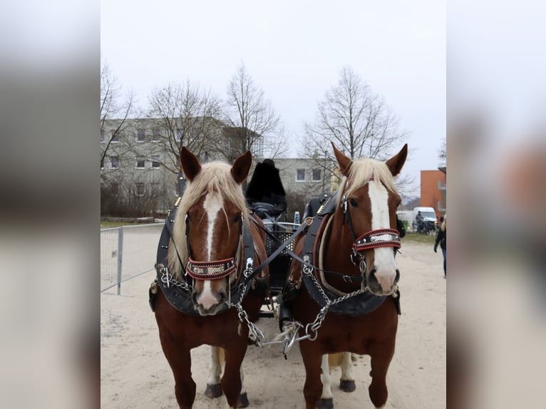 Południowoniemiecki koń zimnokrwisty Klacz 5 lat 169 cm Kasztanowata in Täferrot