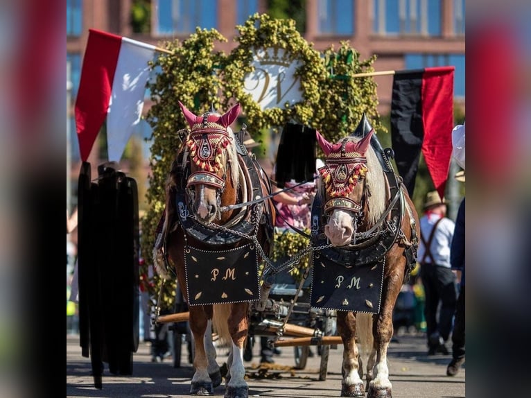 Południowoniemiecki koń zimnokrwisty Klacz 5 lat 169 cm Kasztanowata in Täferrot