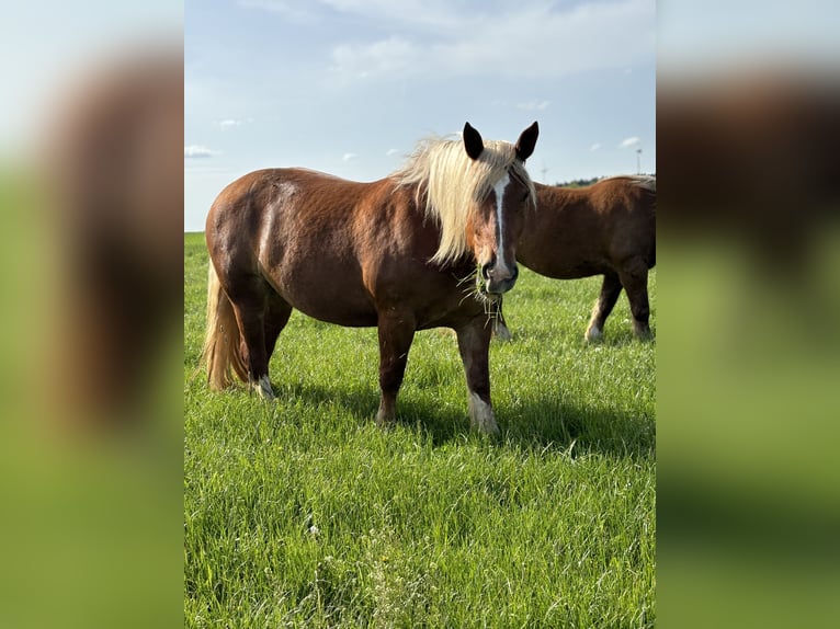 Południowoniemiecki koń zimnokrwisty Klacz 5 lat 169 cm Kasztanowata in Täferrot