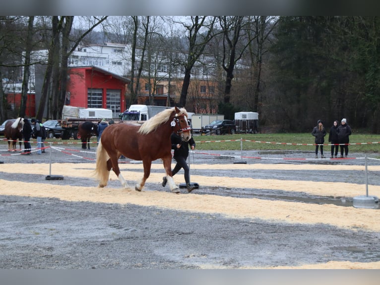 Południowoniemiecki koń zimnokrwisty Klacz 5 lat 169 cm Kasztanowata in Täferrot