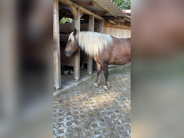 Południowoniemiecki koń zimnokrwisty Klacz 6 lat 165 cm Ciemnokasztanowata in Landsberg am Lech