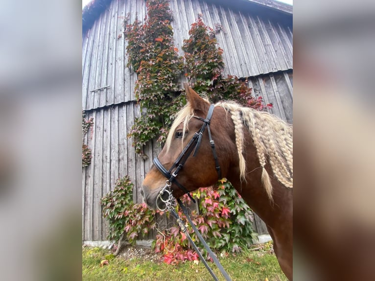 Południowoniemiecki koń zimnokrwisty Klacz 6 lat 165 cm Ciemnokasztanowata in Landsberg am Lech