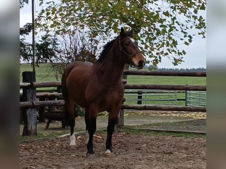 Południowoniemiecki koń zimnokrwisty Klacz 6 lat 165 cm Gniada in Nettersheim