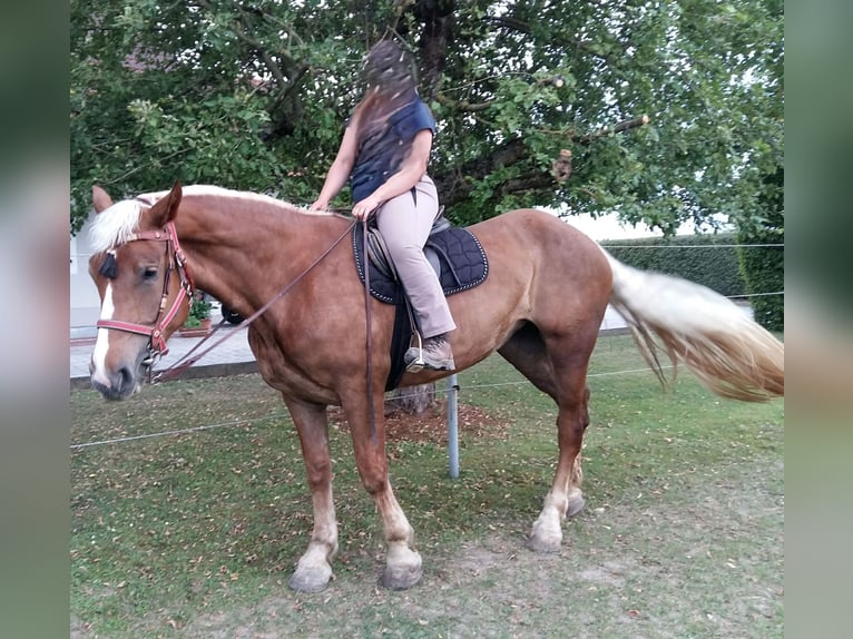 Południowoniemiecki koń zimnokrwisty Klacz 6 lat 175 cm Kasztanowata in Au in der Hallertau