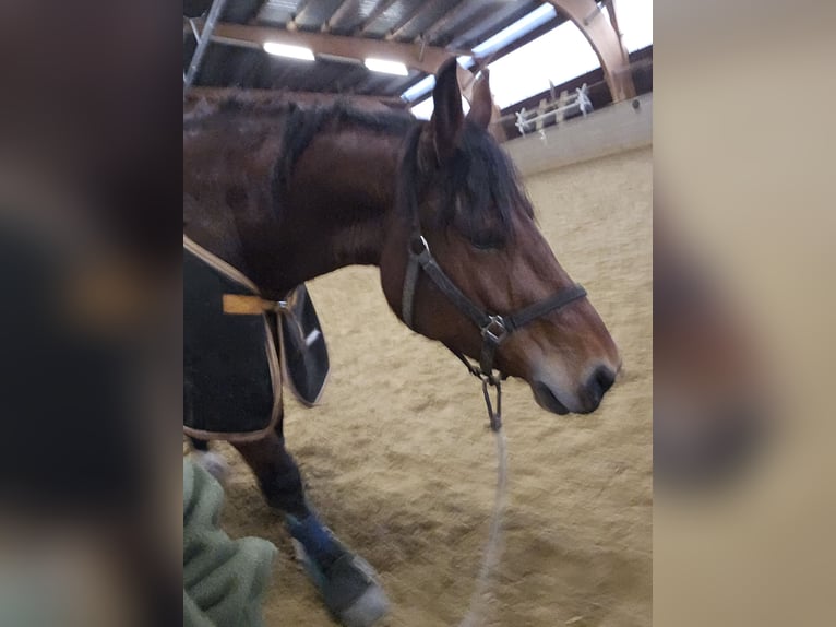 Południowoniemiecki koń zimnokrwisty Klacz 7 lat 160 cm Gniada in Burladingen