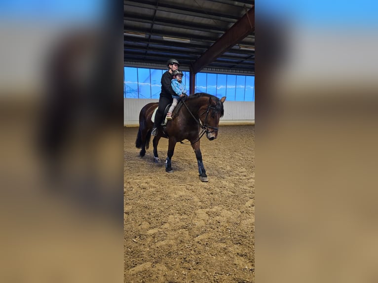 Południowoniemiecki koń zimnokrwisty Klacz 7 lat 160 cm Gniada in Burladingen