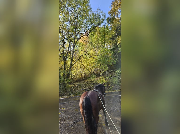 Południowoniemiecki koń zimnokrwisty Klacz 7 lat 160 cm Gniada in Burladingen