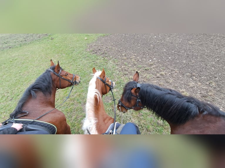 Południowoniemiecki koń zimnokrwisty Klacz 7 lat 160 cm Gniada in Burladingen