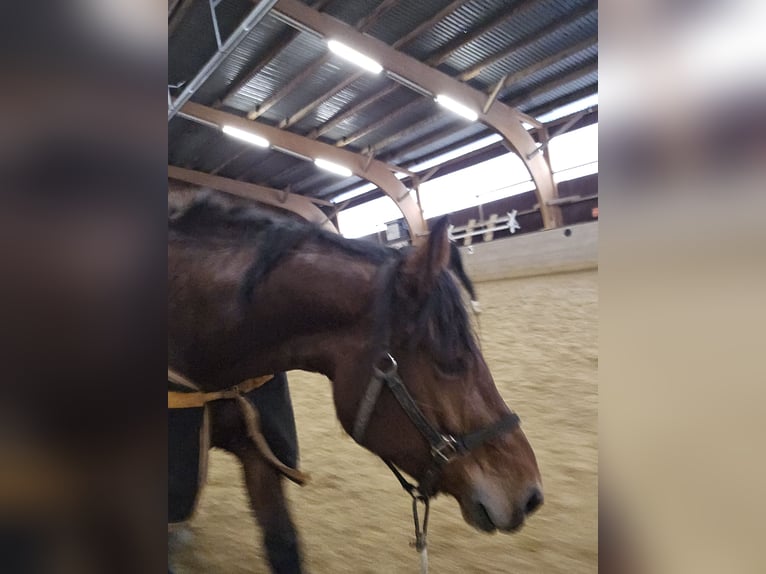 Południowoniemiecki koń zimnokrwisty Klacz 7 lat 160 cm Gniada in Burladingen