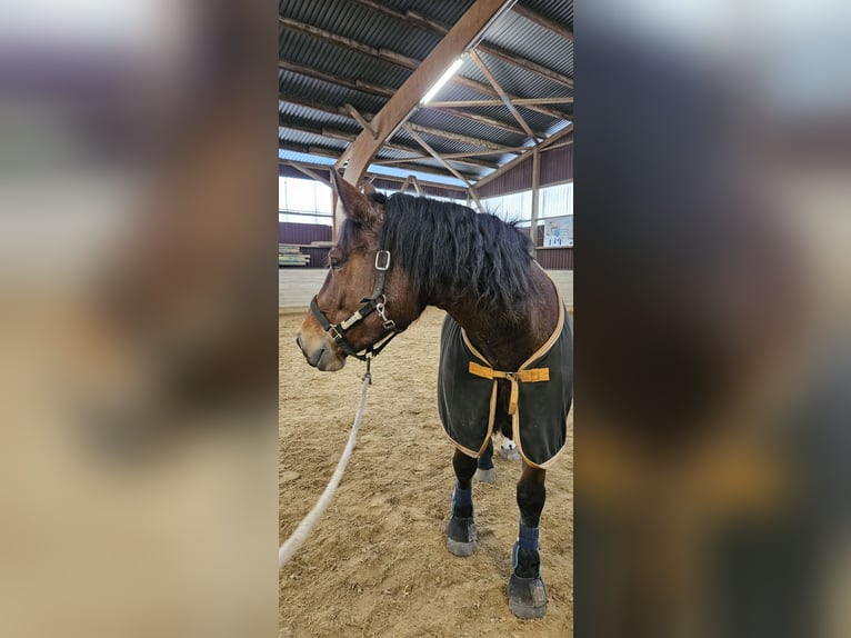 Południowoniemiecki koń zimnokrwisty Klacz 7 lat 160 cm Gniada in Burladingen