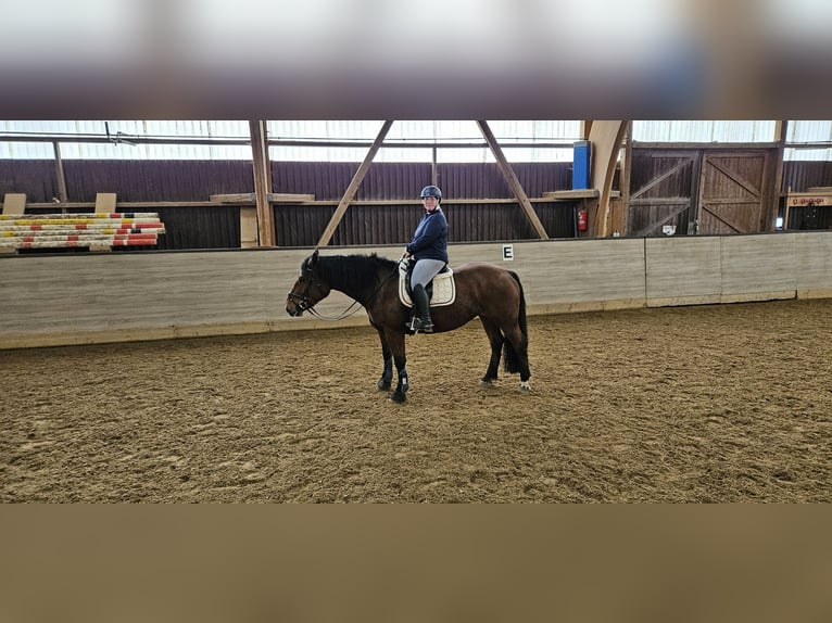 Południowoniemiecki koń zimnokrwisty Klacz 7 lat 160 cm Gniada in Burladingen