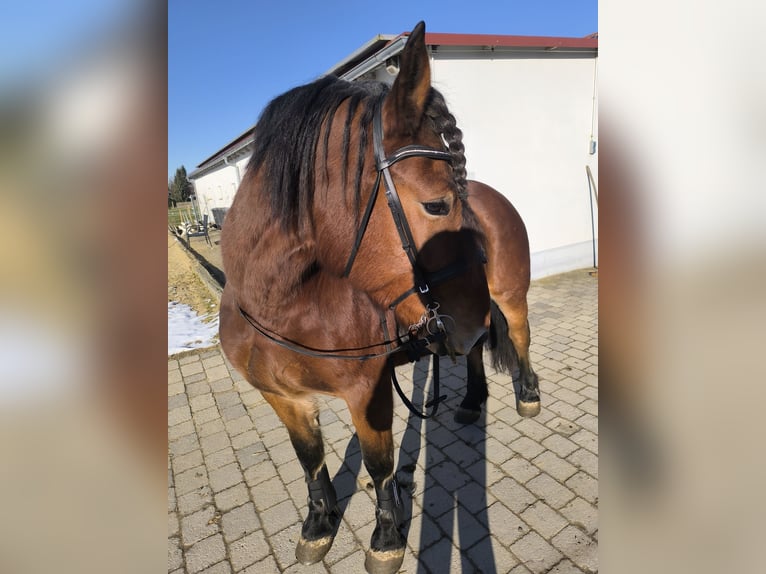 Południowoniemiecki koń zimnokrwisty Klacz 7 lat 160 cm in Langerringen