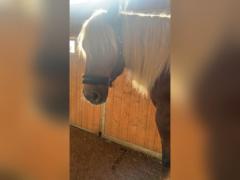 Południowoniemiecki koń zimnokrwisty Klacz 7 lat 165 cm Ciemnokasztanowata in Landsberg am Lech