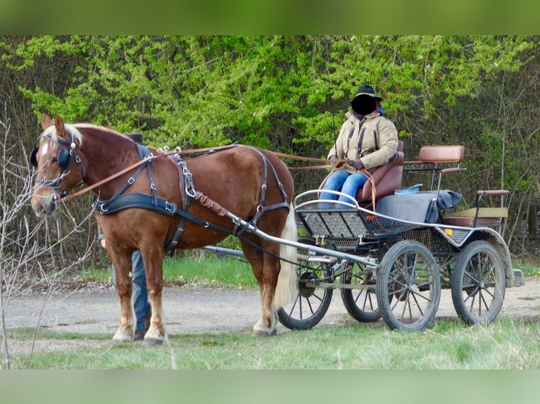 Południowoniemiecki koń zimnokrwisty Klacz 8 lat 160 cm Ciemnokasztanowata in Kipfenberg