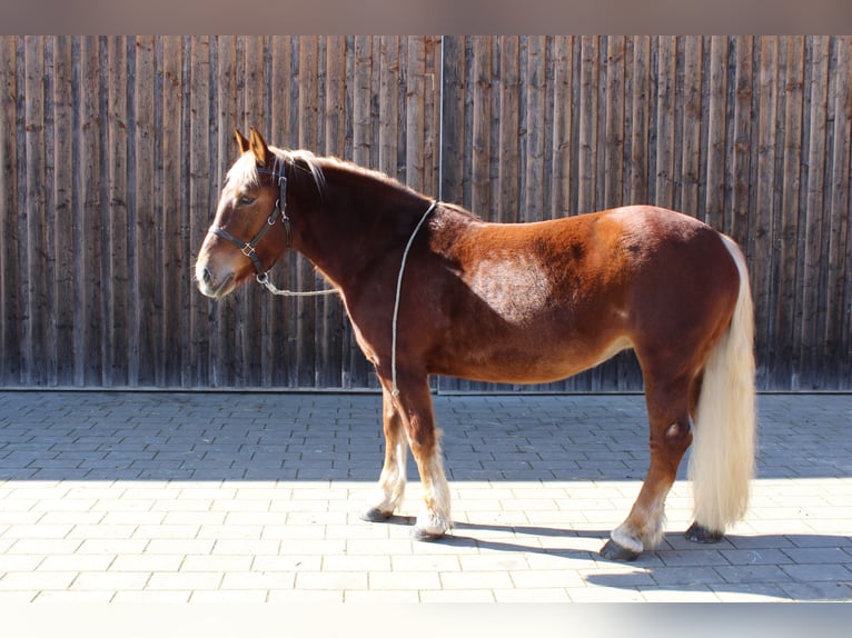 Południowoniemiecki koń zimnokrwisty Klacz 8 lat 160 cm Ciemnokasztanowata in Kipfenberg