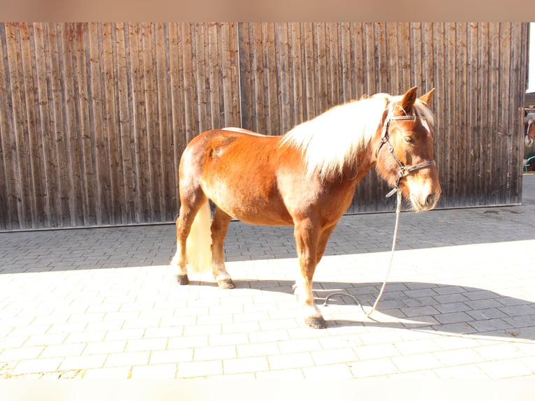 Południowoniemiecki koń zimnokrwisty Klacz 8 lat 160 cm Ciemnokasztanowata in Kipfenberg