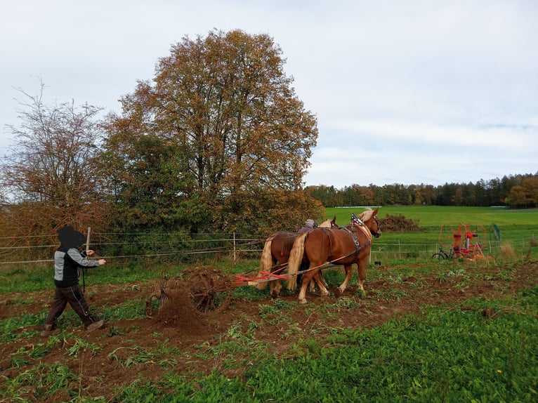 Południowoniemiecki koń zimnokrwisty Klacz 8 lat 160 cm Ciemnokasztanowata in Kipfenberg