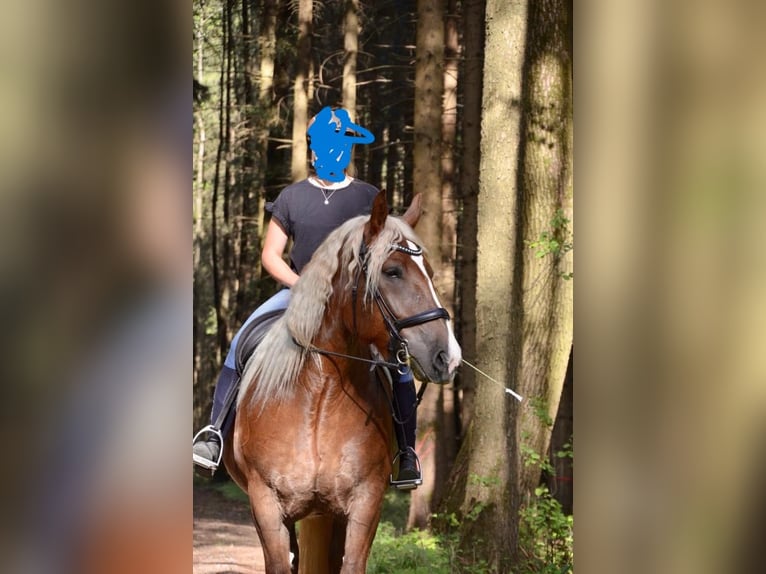 Południowoniemiecki koń zimnokrwisty Klacz 8 lat 172 cm Ciemnokasztanowata in Erding