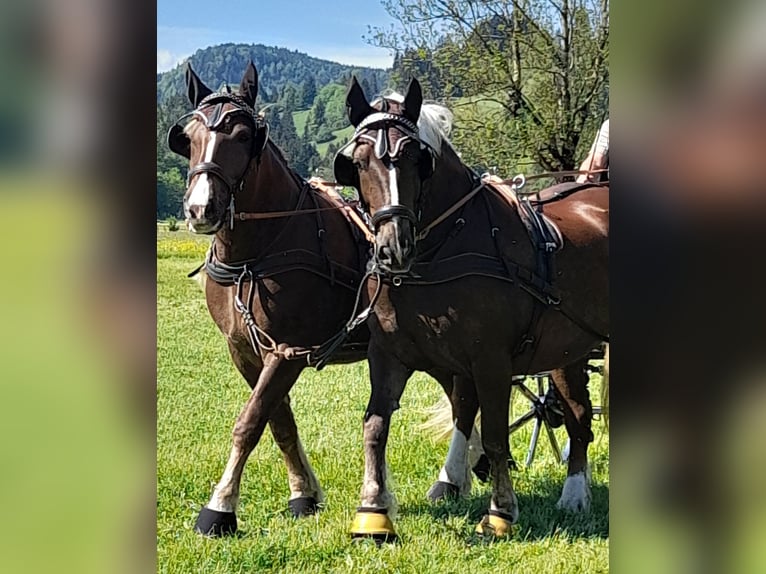 Południowoniemiecki koń zimnokrwisty Klacz 8 lat 172 cm Ciemnokasztanowata in Erding