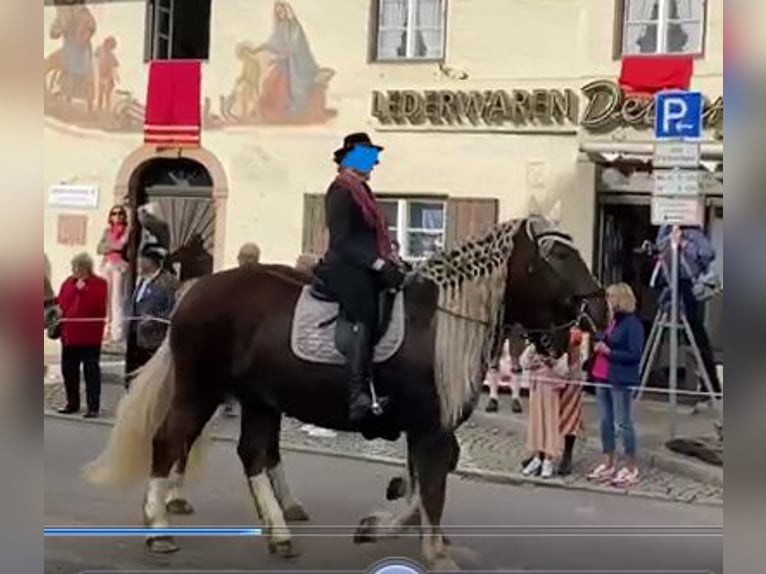 Południowoniemiecki koń zimnokrwisty Klacz 8 lat 172 cm Ciemnokasztanowata in Erding