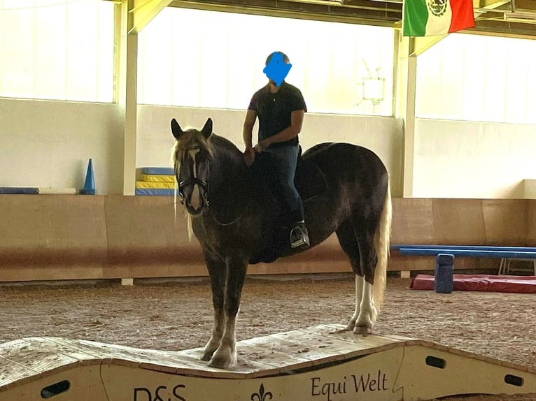 Południowoniemiecki koń zimnokrwisty Klacz 8 lat 172 cm Ciemnokasztanowata in Erding