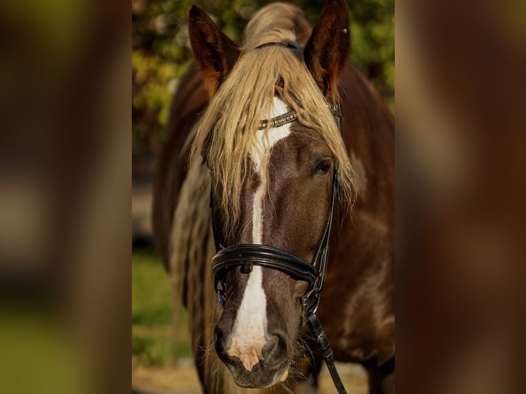 Południowoniemiecki koń zimnokrwisty Klacz 8 lat 172 cm Ciemnokasztanowata in Erding