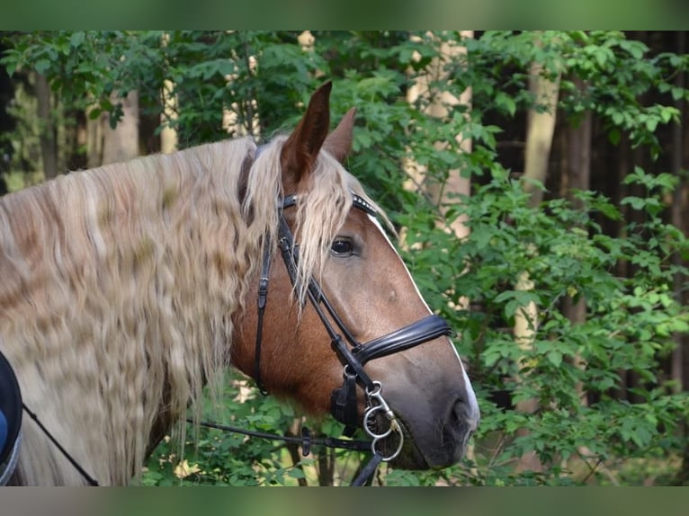 Południowoniemiecki koń zimnokrwisty Klacz 8 lat 172 cm Ciemnokasztanowata in Erding