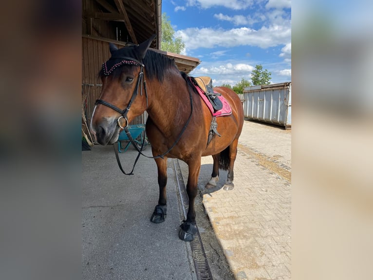 Południowoniemiecki koń zimnokrwisty Klacz 9 lat 165 cm Gniada in Inning am Ammersee