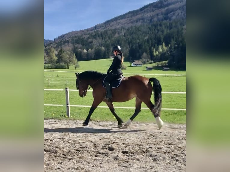 Południowoniemiecki koń zimnokrwisty Klacz 9 lat 169 cm Gniada in Kochel am See
