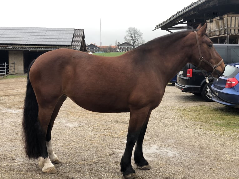 Południowoniemiecki koń zimnokrwisty Klacz 9 lat 169 cm Gniada in Kochel am See