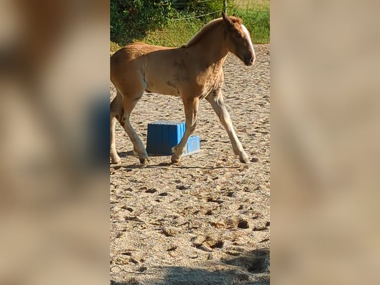 Południowoniemiecki koń zimnokrwisty Klacz Źrebak (05/2024) 165 cm Ciemnokasztanowata in Schwindegg