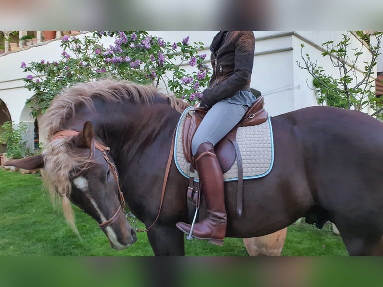 Południowoniemiecki koń zimnokrwisty Ogier 12 lat 170 cm Ciemnokasztanowata in Amerang