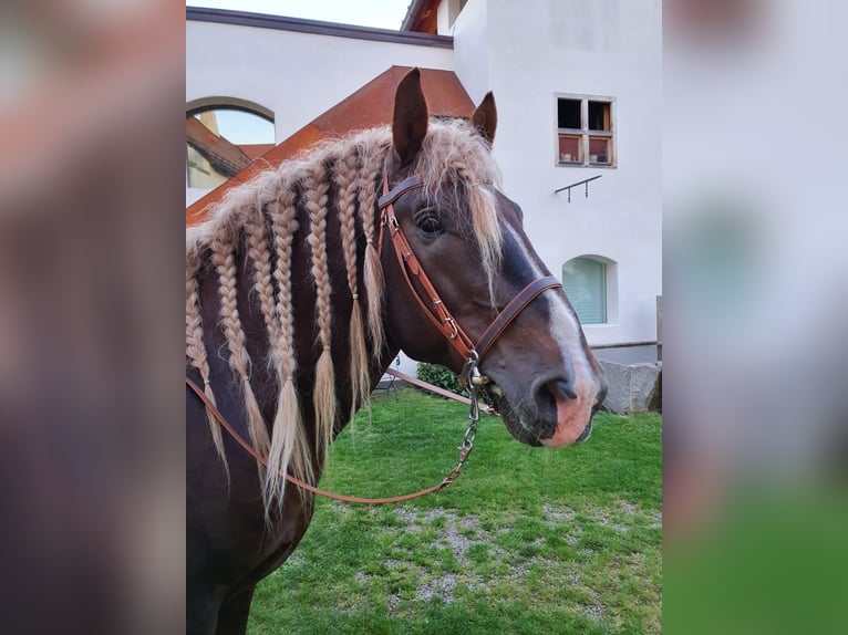 Południowoniemiecki koń zimnokrwisty Ogier 12 lat 170 cm Ciemnokasztanowata in Amerang