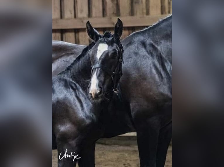 Południowoniemiecki koń zimnokrwisty Ogier 1 Rok 159 cm Kara in Freising