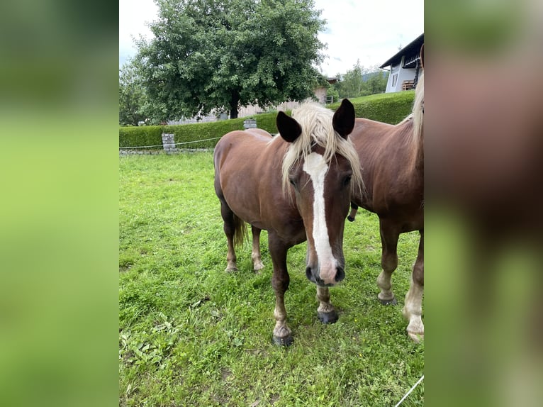 Południowoniemiecki koń zimnokrwisty Ogier 2 lat 165 cm Ciemnokasztanowata in Hohenwarth