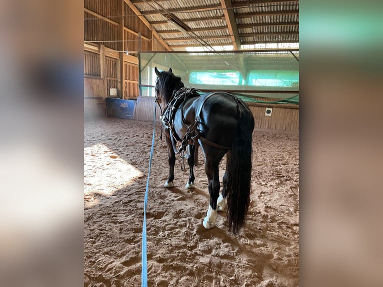 Południowoniemiecki koń zimnokrwisty Ogier 3 lat 165 cm Kara in Bad Rappenau