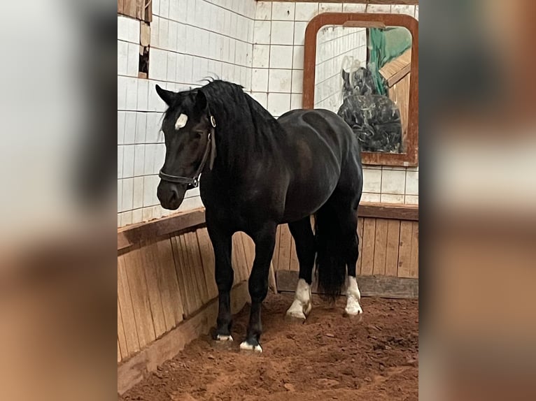 Południowoniemiecki koń zimnokrwisty Ogier 4 lat 165 cm Kara in Bad Rappenau