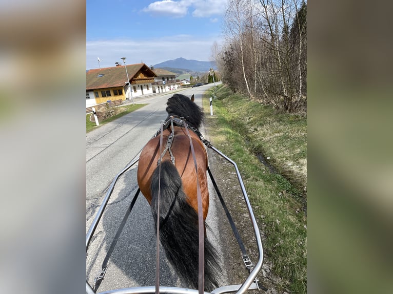 Południowoniemiecki koń zimnokrwisty Ogier 4 lat 168 cm Gniada in Hohenwarth