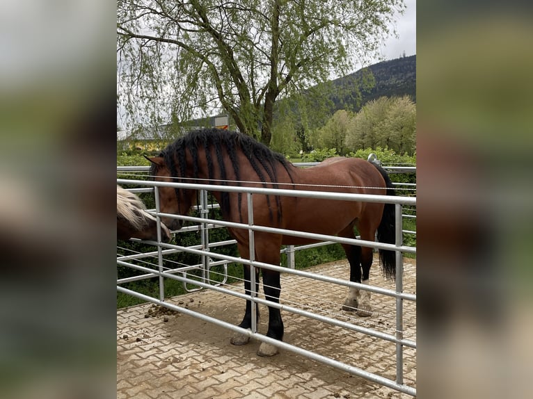 Południowoniemiecki koń zimnokrwisty Ogier 4 lat 168 cm Gniada in Hohenwarth