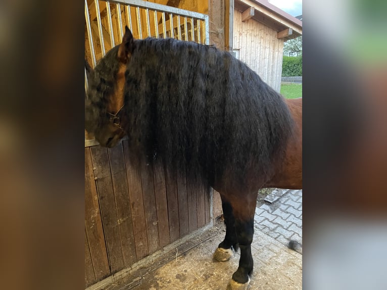 Południowoniemiecki koń zimnokrwisty Ogier 4 lat 168 cm Gniada in Hohenwarth