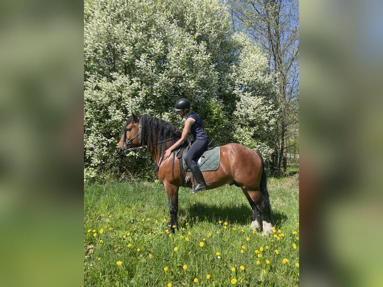 Południowoniemiecki koń zimnokrwisty Ogier 4 lat 168 cm Gniada in Hohenwarth