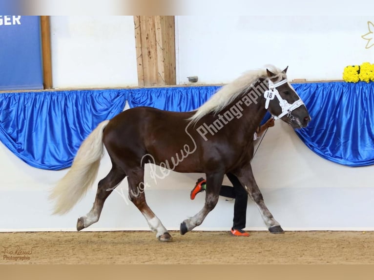 Południowoniemiecki koń zimnokrwisty Ogier 6 lat 165 cm Ciemnokasztanowata in Arrach