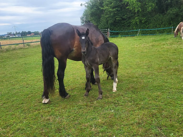 Południowoniemiecki koń zimnokrwisty Ogier Źrebak (05/2024) 168 cm Kara in Ampfing